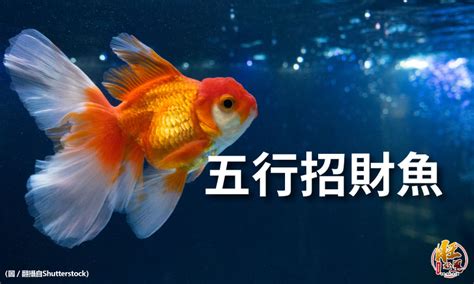 招財金魚|【招財風水魚】養招財風水魚秘笈！五行配對、顏色挑選、種類詳。